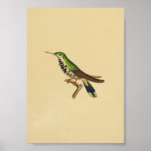  1830 Hummingbird Print Blue Green (Voorkant)