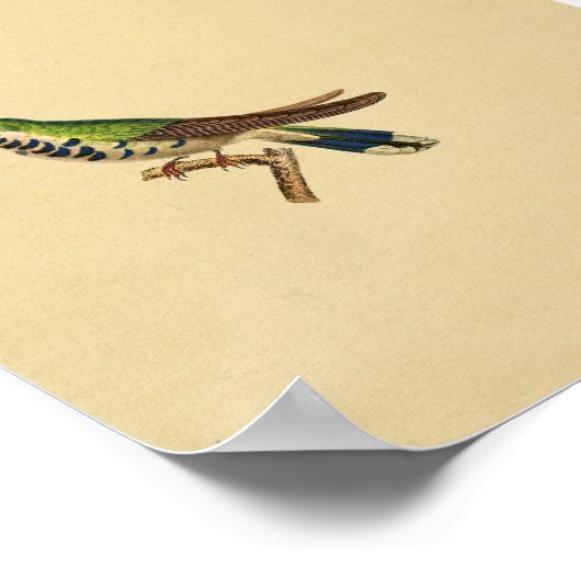  1830 Hummingbird Print Blue Green (Hoek)