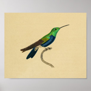 1830 Hummingbird Print Blue Green