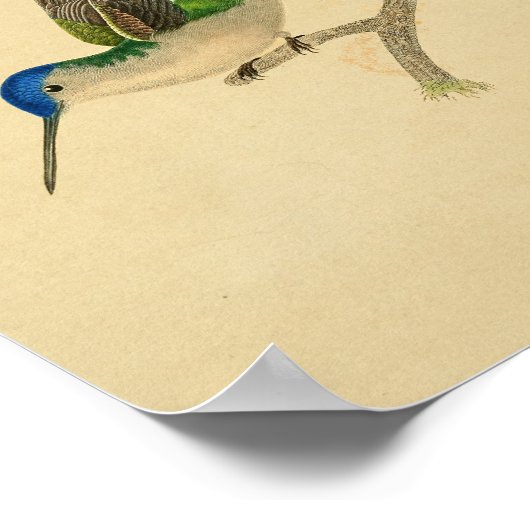  1830 Hummingbird Print Blue Green (Hoek)