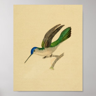 1830 Hummingbird Print Blue Green
