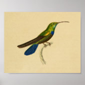  1830 Hummingbird Print Blue Green (Voorkant)