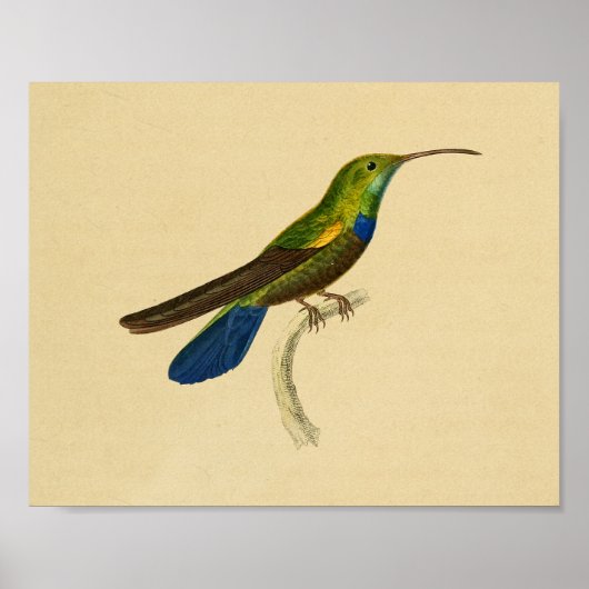  1830 Hummingbird Print Blue Green (Voorkant)