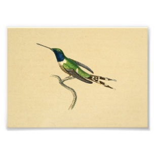 1830 Hummingbird Print Blue Green Foto Afdruk