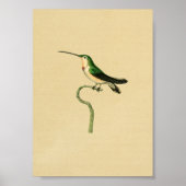 1830 Hummingbird Print Green (Voorkant)