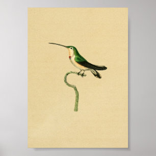  1830 Hummingbird Print Green