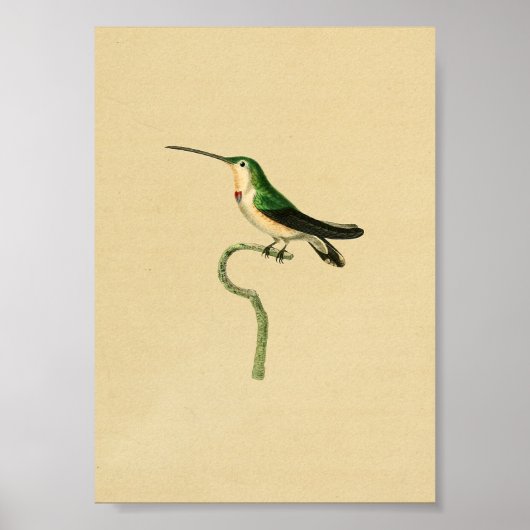 1830 Hummingbird Print Green (Voorkant)