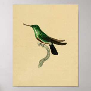  1830 Hummingbird Print Green