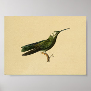  1830 Hummingbird Print Green