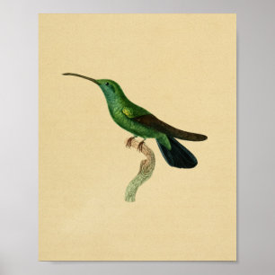  1830 Hummingbird Print Green Black
