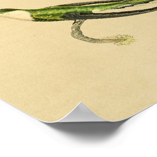  1830 Hummingbird Print Green Black (Hoek)