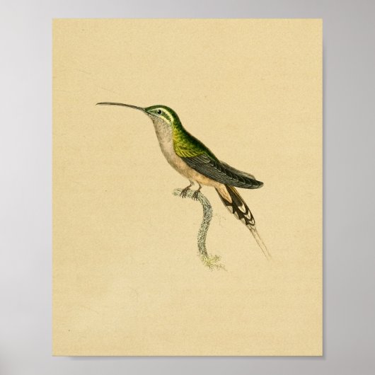 1830 Hummingbird Print Green Black (Voorkant)