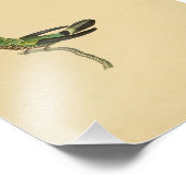1830 Hummingbird Print Green Black Foto Afdruk (Hoek)