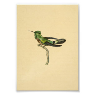 1830 Hummingbird Print Green Black Foto Afdruk