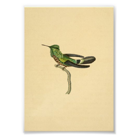 1830 Hummingbird Print Green Black Foto Afdruk (Voorkant)