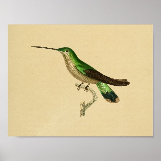  1830 Hummingbird Print Green Blue (Voorkant)
