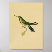 1830 Hummingbird Print Green Blue (Voorkant)