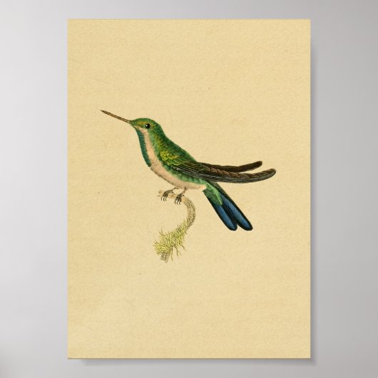1830 Hummingbird Print Green Blue (Voorkant)