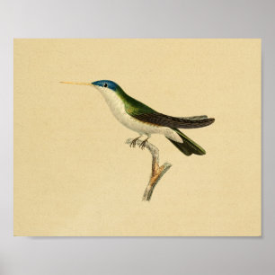 1830 Hummingbird Print Green Blue