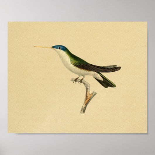 1830 Hummingbird Print Green Blue (Voorkant)