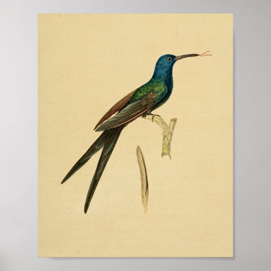  1830 Hummingbird Print Green Blue (Voorkant)