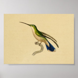 1830 Hummingbird Print Green Blue