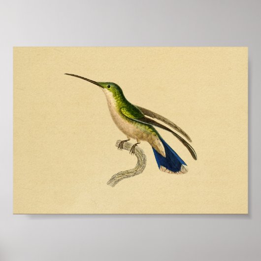  1830 Hummingbird Print Green Blue (Voorkant)