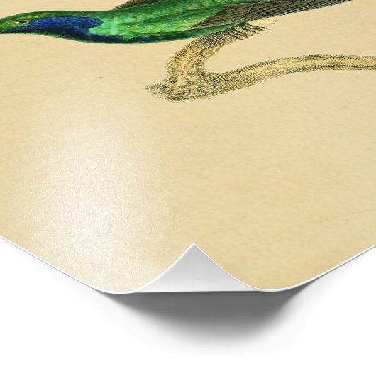  1830 Hummingbird Print Green Blue Foto Afdruk (Hoek)