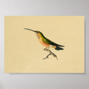 1830 Hummingbird Print Green Oranje