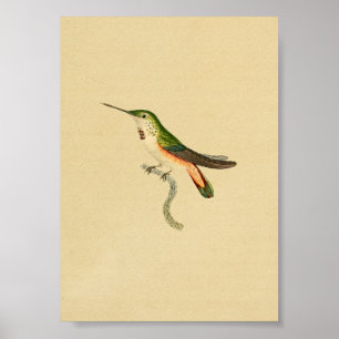 1830 Hummingbird Print Green Oranje