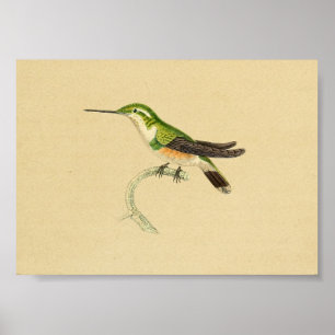 1830 Hummingbird Print Green Oranje