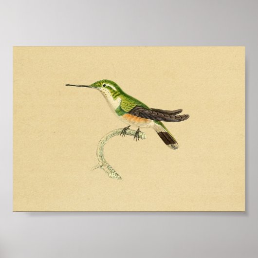 1830 Hummingbird Print Green Oranje (Voorkant)