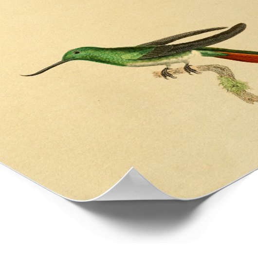 1830 Hummingbird Print Green Red (Hoek)