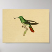 1830 Hummingbird Print Green Red (Voorkant)
