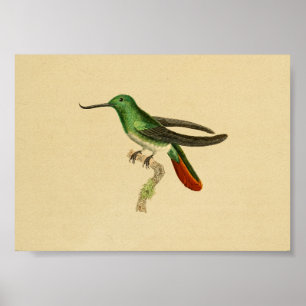  1830 Hummingbird Print Green Red