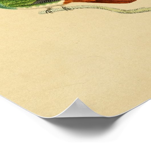 1830 Hummingbird Print Green Red (Hoek)