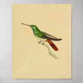 1830 Hummingbird Print Green Red (Voorkant)