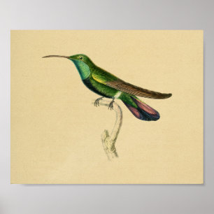 1830 Hummingbird Print Green Red