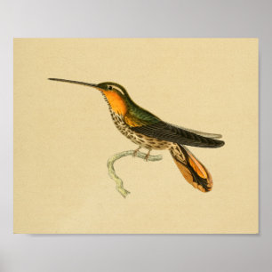 1830 Hummingbird Print Oranje