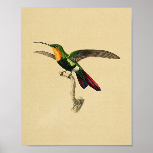 1830 Hummingbird Print Red Black (Voorkant)