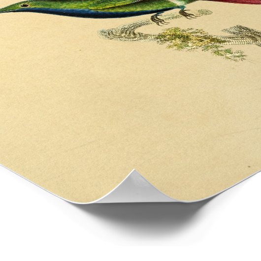 1830 Hummingbird Print Red Blue (Hoek)