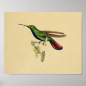  1830 Hummingbird Print Red Blue (Voorkant)