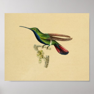  1830 Hummingbird Print Red Blue