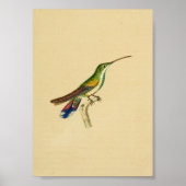  1830 Hummingbird Print Red Blue (Voorkant)