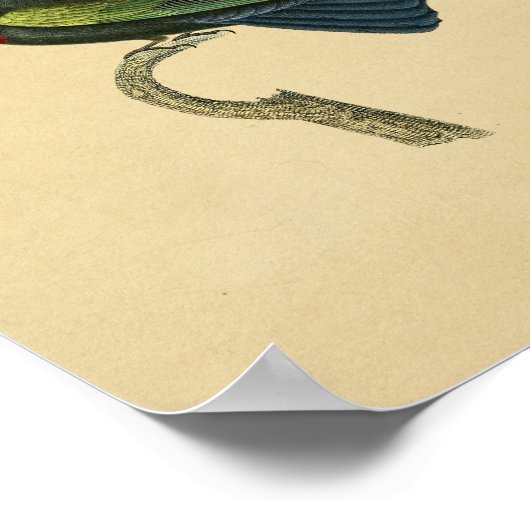 1830 Hummingbird Print Red Blue (Hoek)