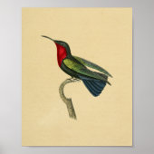 1830 Hummingbird Print Red Blue (Voorkant)