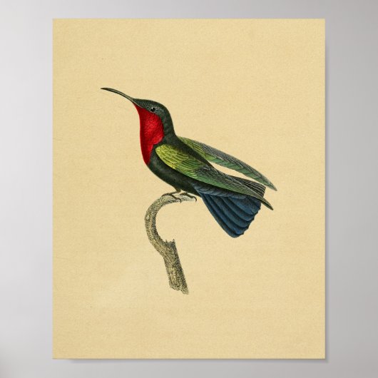  1830 Hummingbird Print Red Blue (Voorkant)