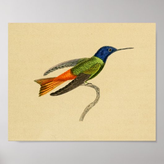  1830 Hummingbird Print Red Blue (Voorkant)