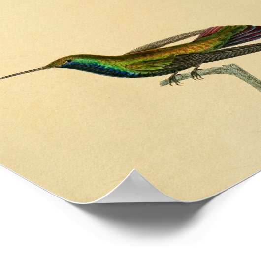  1830 Hummingbird Print Red Blue (Hoek)