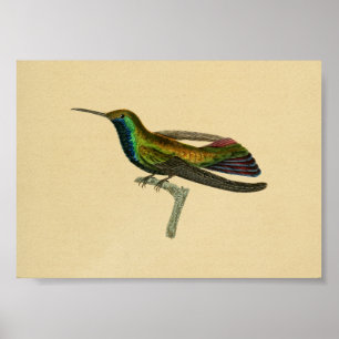  1830 Hummingbird Print Red Blue